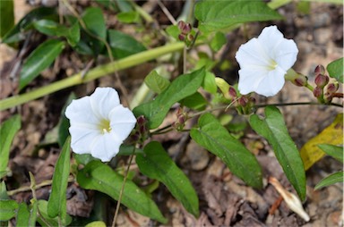 APII jpeg image of Merremia umbellata subsp. orientalis  © contact APII