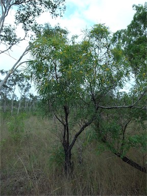 APII jpeg image of Persoonia falcata  © contact APII