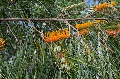 APII jpeg image of Grevillea pteridifolia  © contact APII