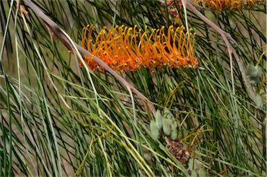 APII jpeg image of Grevillea pteridifolia  © contact APII