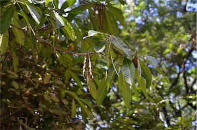 APII jpeg image of Alstonia spectabilis  © contact APII