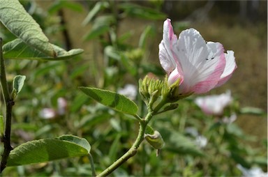 APII jpeg image of Hibiscus divaricatus  © contact APII