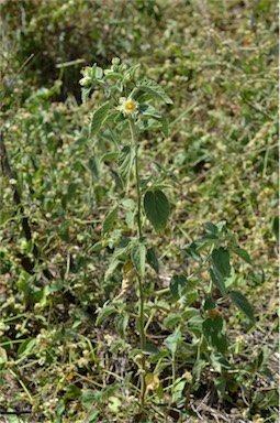 APII jpeg image of Sida cordifolia  © contact APII