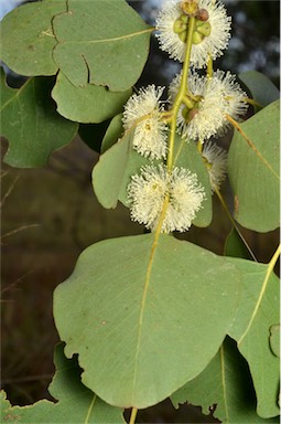 APII jpeg image of Eucalyptus platyphylla  © contact APII