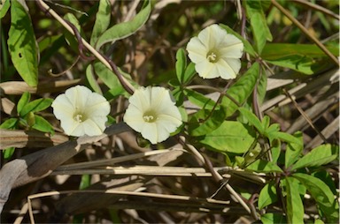 APII jpeg image of Merremia quinquefolia  © contact APII