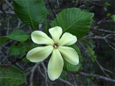 APII jpeg image of Larsenaikia ochreata  © contact APII