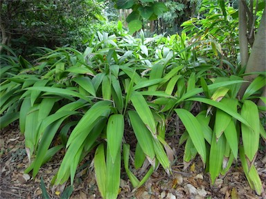 APII jpeg image of Molineria capitulata  © contact APII