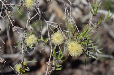 APII jpeg image of Melaleuca glomerata  © contact APII