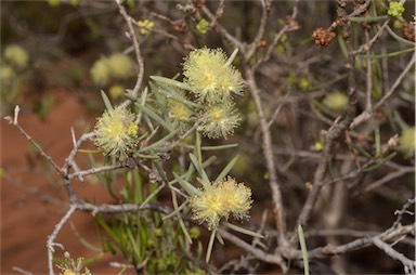 APII jpeg image of Melaleuca glomerata  © contact APII