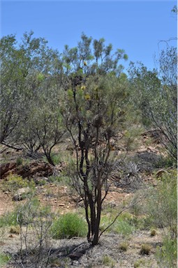 APII jpeg image of Hakea divaricata  © contact APII