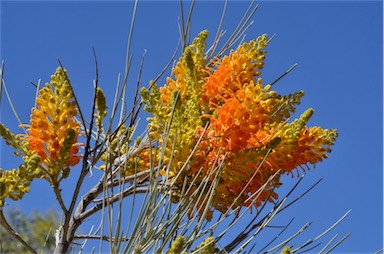 APII jpeg image of Grevillea juncifolia subsp. juncifolia  © contact APII