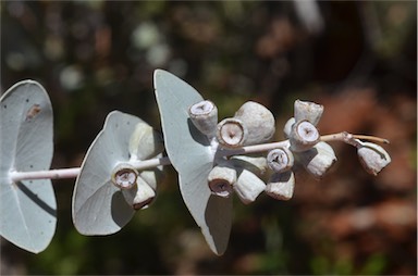 APII jpeg image of Eucalyptus gamophylla  © contact APII