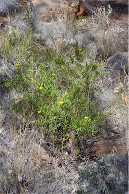 APII jpeg image of Hibbertia glaberrima  © contact APII