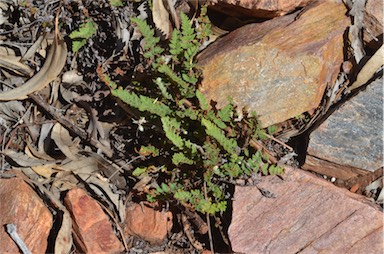 APII jpeg image of Cheilanthes lasiophylla  © contact APII