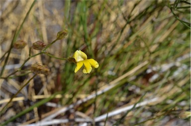 APII jpeg image of Goodenia triodiophila  © contact APII