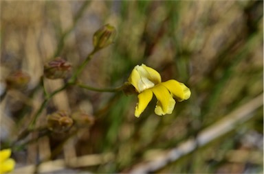 APII jpeg image of Goodenia triodiophila  © contact APII