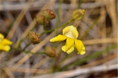 APII jpeg image of Goodenia triodiophila  © contact APII