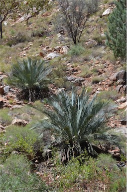 APII jpeg image of Macrozamia macdonnellii  © contact APII