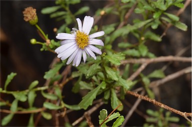 APII jpeg image of Olearia stuartii  © contact APII