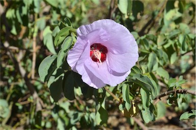 APII jpeg image of Gossypium sturtianum var. sturtianum  © contact APII