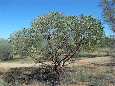 APII jpeg image of Eucalyptus trivalva  © contact APII