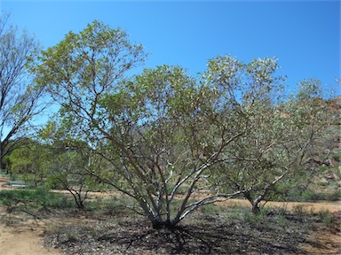 APII jpeg image of Eucalyptus trivalva  © contact APII