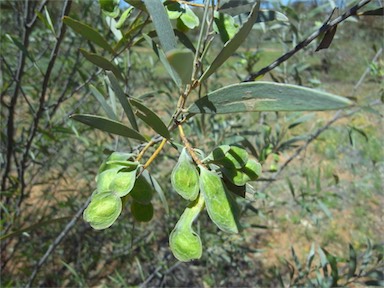 APII jpeg image of Acacia ayersiana  © contact APII