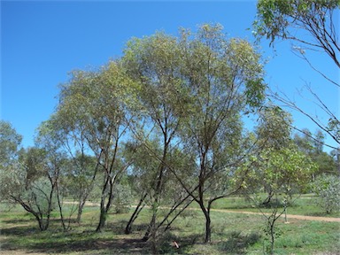 APII jpeg image of Eucalyptus normantonensis  © contact APII