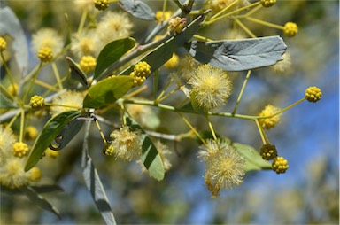 APII jpeg image of Acacia victoriae subsp. victoriae  © contact APII