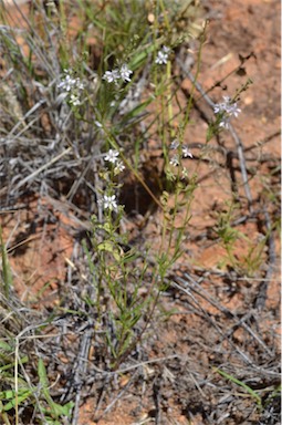 APII jpeg image of Lepidium phlebopetalum  © contact APII