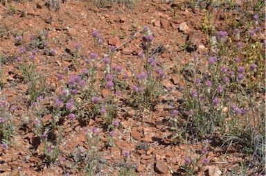 APII jpeg image of Ptilotus helipteroides  © contact APII