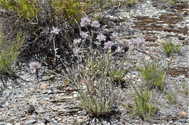 APII jpeg image of Ptilotus sessilifolius  © contact APII