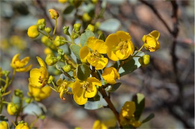 APII jpeg image of Senna artemisioides subsp. alicia  © contact APII