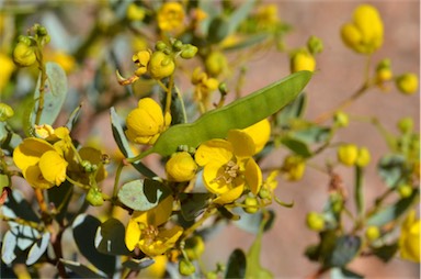 APII jpeg image of Senna artemisioides subsp. alicia  © contact APII