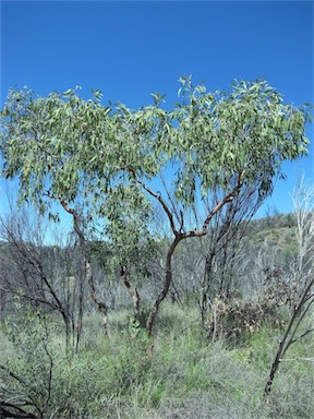 APII jpeg image of Corymbia opaca  © contact APII