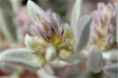 APII jpeg image of Ptilotus incanus  © contact APII