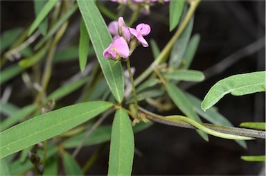 APII jpeg image of Glycine canescens  © contact APII