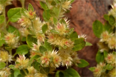 APII jpeg image of Ptilotus decipiens  © contact APII