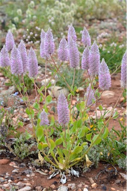 APII jpeg image of Ptilotus nobilis  © contact APII