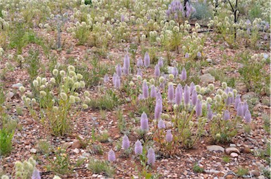 APII jpeg image of Ptilotus clementii  © contact APII