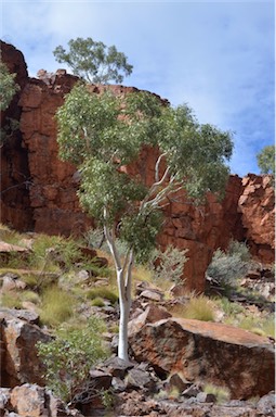 APII jpeg image of Corymbia aparrerinja  © contact APII