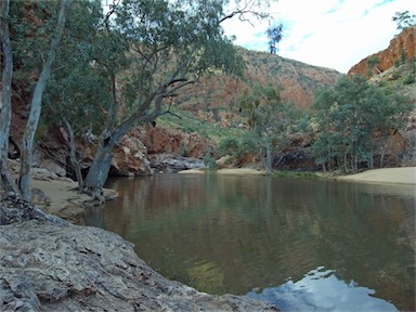 APII jpeg image of Eucalyptus camaldulensis  © contact APII