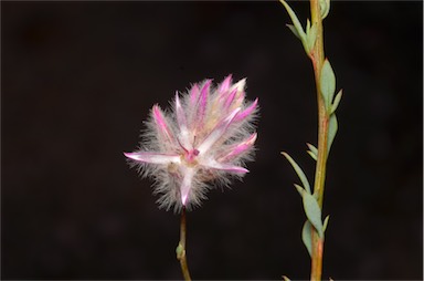 APII jpeg image of Ptilotus whitei  © contact APII