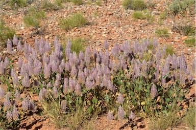 APII jpeg image of Ptilotus nobilis  © contact APII