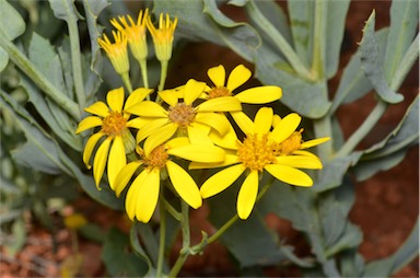 APII jpeg image of Senecio magnificus  © contact APII