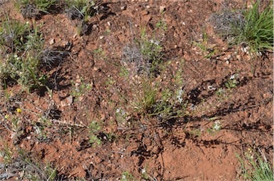 APII jpeg image of Lepidium phlebopetalum  © contact APII