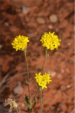 APII jpeg image of Schoenia ayersii  © contact APII