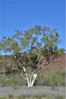 APII jpeg image of Corymbia aparrerinja  © contact APII