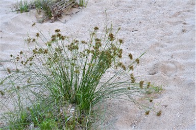 APII jpeg image of Cyperus vaginatus  © contact APII