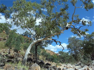 APII jpeg image of Corymbia aparrerinja  © contact APII